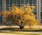 ������  'Golden Hornet'  3 �