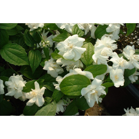 Чубушник 'Натчез' ( Philadelphus 'Natchez')