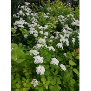Спирея Spiraea nipp. 'White Carpet'©