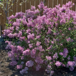 Бузок повторноквітучий Bloomerang Purple