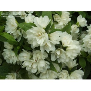 Чубушник 'Манто де Ермін' (Philadelphus 'Manteau d'Hermine')