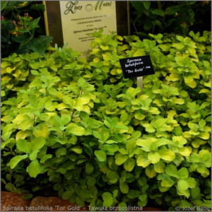 Спирея Spiraea betulifolia 'Tor Gold'©