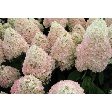 Гортензія волотиста Magical Sweet Summer