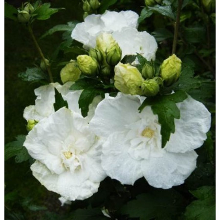 Гибискус сирийский 'White Chiffon'