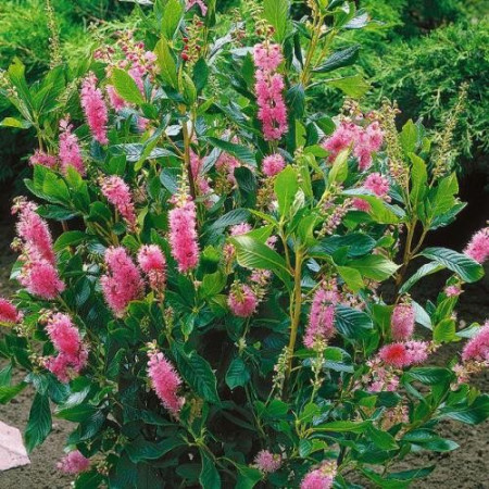 Клетра ольхолистная 'Pink Spire'