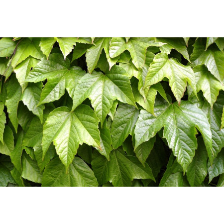 Виноград tricuspidata Robusta