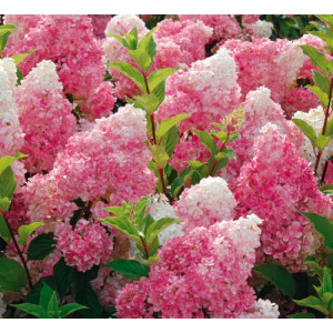 Гортензія Vanille Fraise