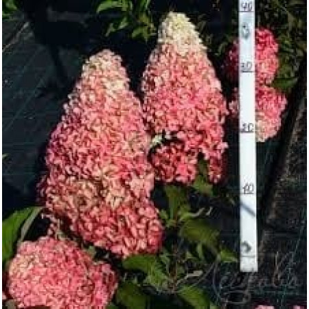 Гортензія волотиста Little Fraise