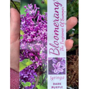 Бузок повторноквітучий Bloomerang 'Dark Purple'