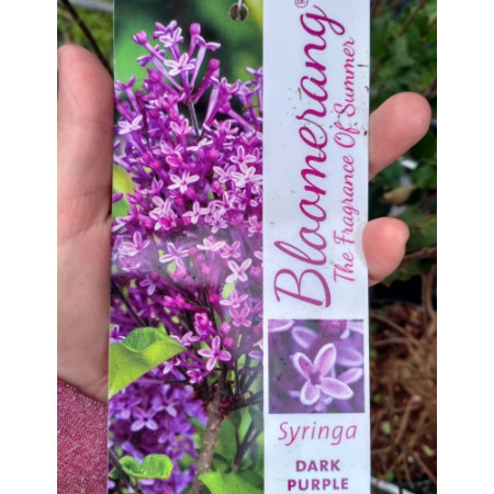Бузок повторноквітучий Bloomerang 'Dark Purple'