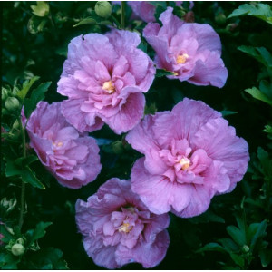 Гибискус сирийский 'Lavander Chiffon'