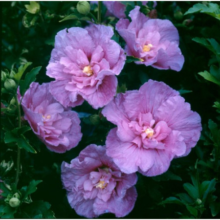 Гибискус сирийский 'Lavander Chiffon'