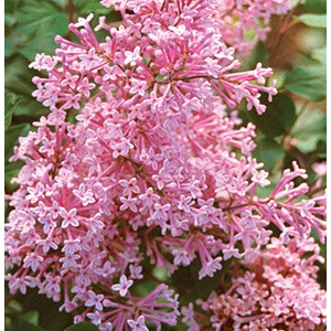Бузок повторноквітучий Bloomerang 'Pink Perfume'