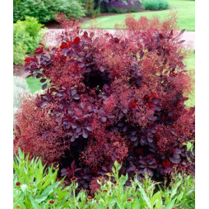 Cкумпия кожевенная 'Royal Purple'