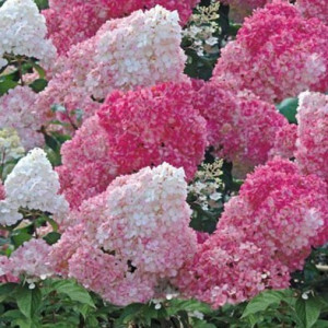 Гортензія волотиста Vanille Fraise