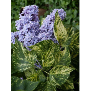 Бузок ряболистий Syringa v. 'Aucubaefolia'
