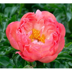Півонія 'Coral Charm'