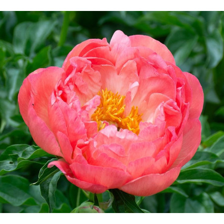 Півонія 'Coral Charm'