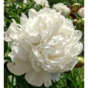 Півонія 'Duchesse de Nemours'