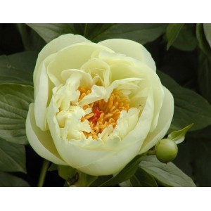 Півонія 'Lemon Chiffon'