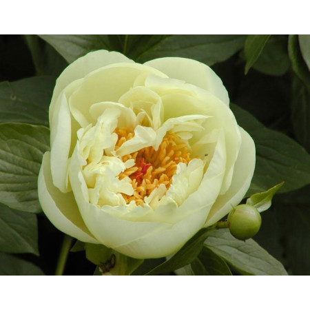 Півонія 'Lemon Chiffon'