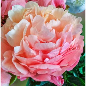 Півонія 'Pink Hawaiian Coral'