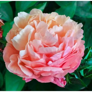 Півонія 'Pink Hawaiian Coral'