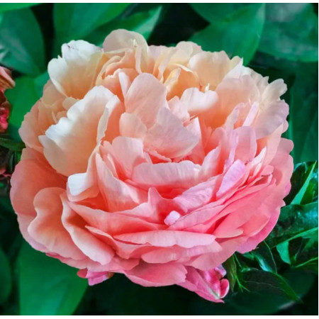 Півонія 'Pink Hawaiian Coral'
