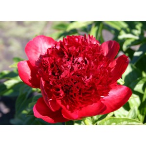Півонія 'Red Charm'