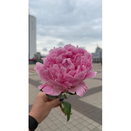 Півонія 'Sarah Bernhardt Select'