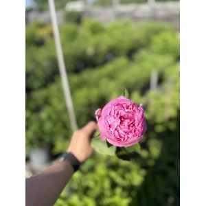 Півонія 'Sarah Bernhardt Select'