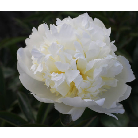 Півонія 'White Charm'