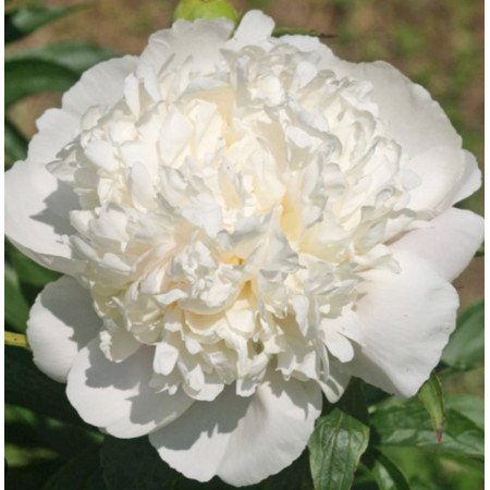 Півонія 'White Charm'