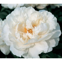 Півонія 'White Grace'