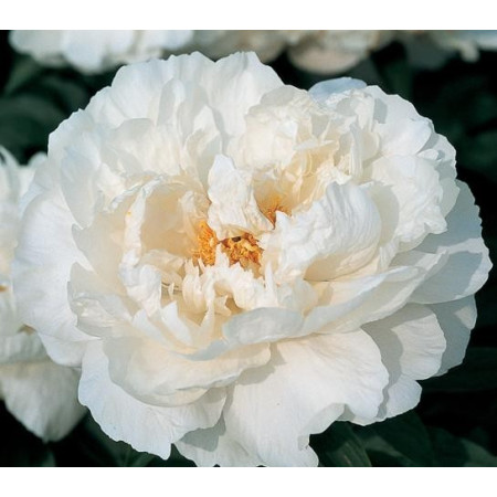 Півонія 'White Grace'